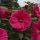 Mocsári hibiszkusz – Hibiscus 'Summer in Paradise'