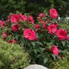 Mocsári hibiszkusz – Hibiscus 'Summer in Paradise'