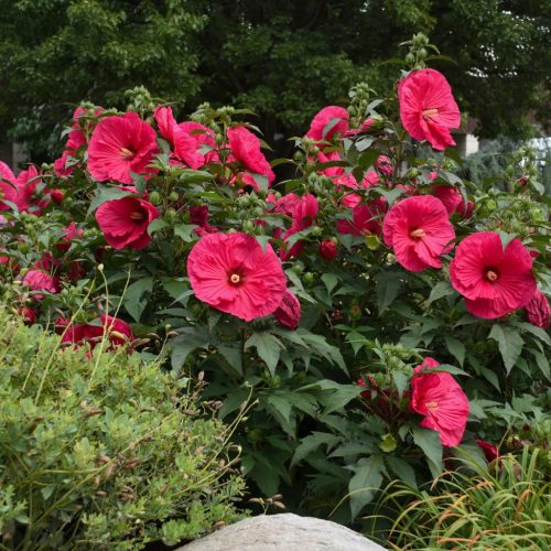 Mocsári hibiszkusz – Hibiscus 'Summer in Paradise'