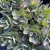 Varjúháj – Sedum 'Conga Line'
