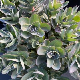 Varjúháj – Sedum 'Conga Line'