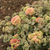 Varjúháj – Sedum 'Coraljade'