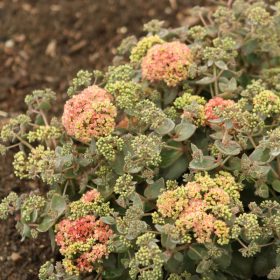 Varjúháj – Sedum 'Coraljade'