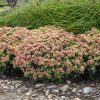 Varjúháj – Sedum 'Coraljade'