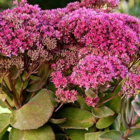Varjúháj – Sedum telephium 'Thunderhead'
