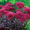 Varjúháj – Sedum telephium 'Thunderhead'
