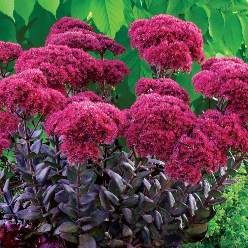 Varjúháj – Sedum telephium 'Thunderhead'