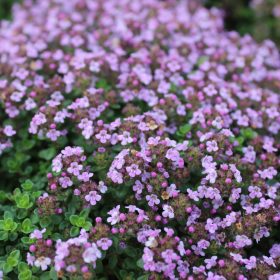 Kakukkfű – Thymus 'Caborn Wine & Roses'
