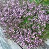 Kakukkfű – Thymus 'Caborn Wine & Roses'