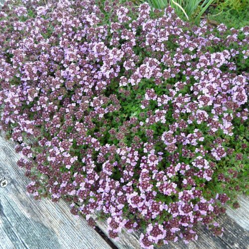 Kakukkfű – Thymus 'Caborn Wine & Roses'
