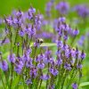 Lándzsás vasfű – Verbena hastata 'Blue Spires'