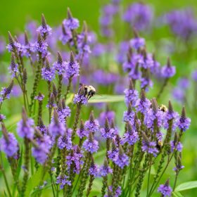   Lándzsás vasfű – Verbena hastata 'Blue Spires'