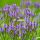 Lándzsás vasfű – Verbena hastata 'Blue Spires'