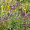 Lándzsás vasfű – Verbena hastata 'Blue Spires'