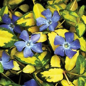 Kis meténg – Vinca minor 'Illumination'