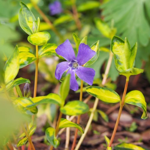 Kis meténg – Vinca minor 'Illumination'