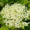 Fekete bodza – Sambucus nigra 'Nova'