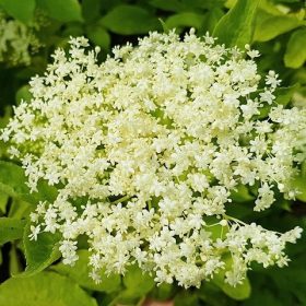 Fekete bodza – Sambucus nigra 'Nova'