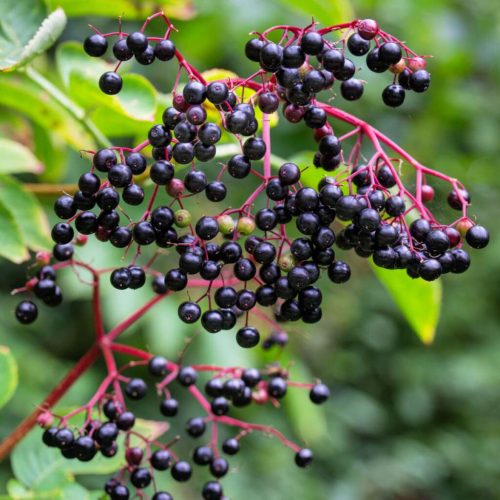 Fekete bodza – Sambucus nigra 'Nova'