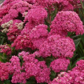 Varjúháj – Sedum 'Mr Goodbud'