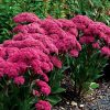 Varjúháj – Sedum 'Mr Goodbud'