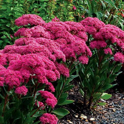 Varjúháj – Sedum 'Mr Goodbud'