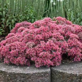 Varjúháj – Sedum Rock ’N Round® ‘Superstar’
