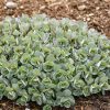 Varjúháj – Sedum Rock ’N Round® ‘Superstar’