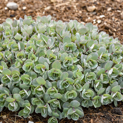 Varjúháj – Sedum Rock ’N Round® ‘Superstar’