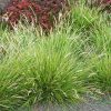 Őszi nyúlfarkfű – Sesleria autumnalis