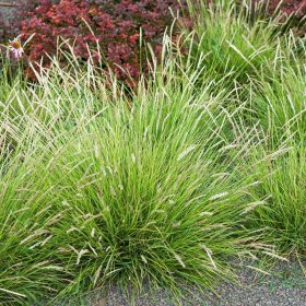 Őszi nyúlfarkfű – Sesleria autumnalis