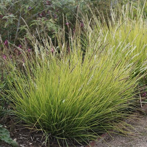 Őszi nyúlfarkfű – Sesleria autumnalis
