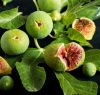 Törpe füge – Ficus carica Gustissimo® 'Ficcolino'®