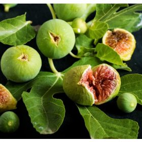   Törpe füge – Ficus carica Gustissimo® 'Ficcolino'®