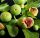 Törpe füge – Ficus carica Gustissimo® 'Ficcolino'®