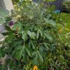 Törpe füge – Ficus carica Gustissimo® 'Ficcolino'®