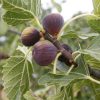 Kétszer termő füge – Ficus carica Gustissimo® 'Twotimer'®
