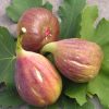 Kétszer termő füge – Ficus carica Gustissimo® 'Twotimer'®