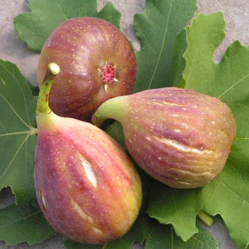 Kétszer termő füge – Ficus carica Gustissimo® 'Twotimer'®