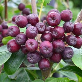   Orosz berkenye – × Sorbaronia fallax 'Mitjurinskaja Desertnaja'