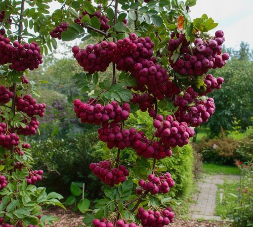 Orosz berkenye – × Sorbaronia fallax 'Mitjurinskaja Desertnaja'