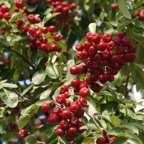 Berkenyekörte – Sorbopyrus 'Rubinovaja'