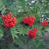 Nagytermésű madárberkenye – Sorbus aucuparia 'Krasnaja Krupnaja'