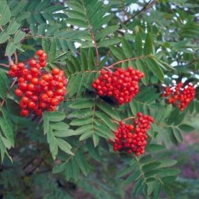   Nagytermésű madárberkenye – Sorbus aucuparia 'Krasnaja Krupnaja'