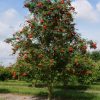 Nagytermésű madárberkenye – Sorbus aucuparia 'Krasnaja Krupnaja'