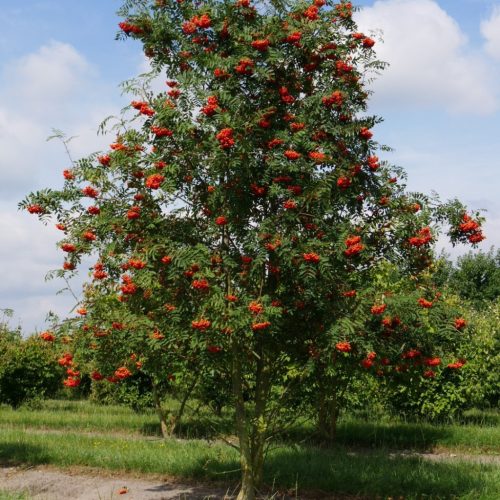 Nagytermésű madárberkenye – Sorbus aucuparia 'Krasnaja Krupnaja'
