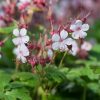 Illatos gólyaorr – Geranium macrorrhizum 'Spessart'