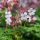 Illatos gólyaorr – Geranium macrorrhizum 'Spessart'