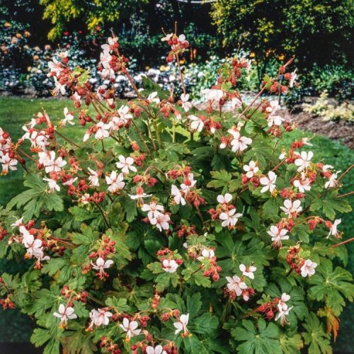 Illatos gólyaorr – Geranium macrorrhizum 'Spessart'