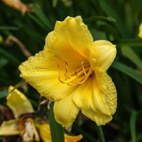 Sásliliom – Hemerocallis 'Happy Returns'